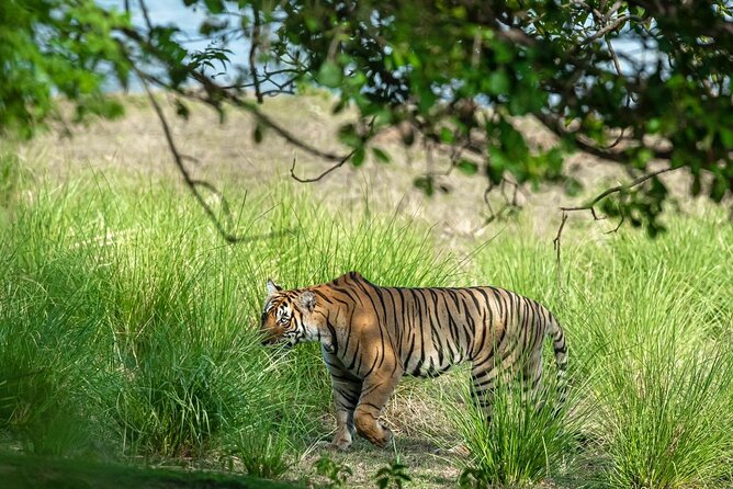 Ranthambore Tiger Safari from Jaipur – 1 or 2 Days - What the price includes at $33.55