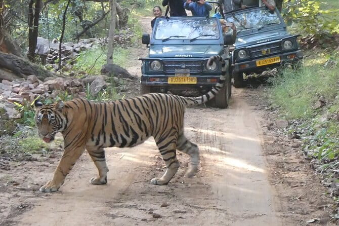 Ranthambore Tiger Safari Private Same Day Trip from Jaipur - Why this Jaipur day trip works