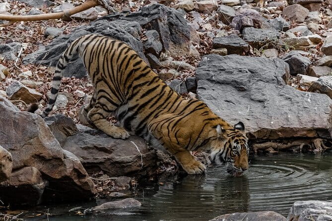 Ranthambore Tiger Safari Private Same Day Trip from Jaipur - The return to Jaipur after the safari