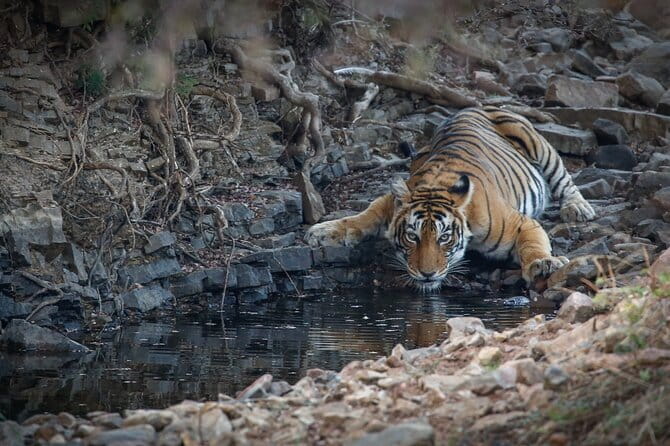Ranthambore Tiger Safari Private Same Day Trip from Jaipur - The 3.5-hour ride from Jaipur to Sawai Madhopur