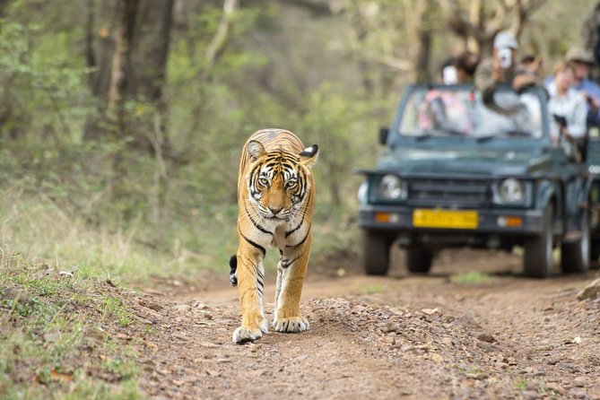 Ranthambore Wildlife Safari Tour From Jaipur Including Transfers - Why Ranthambore makes a demanding day trip from Jaipur