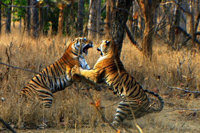 Ranthambore Wildlife Safari Tour From Jaipur Including Transfers - The 9am private ride from Jaipur