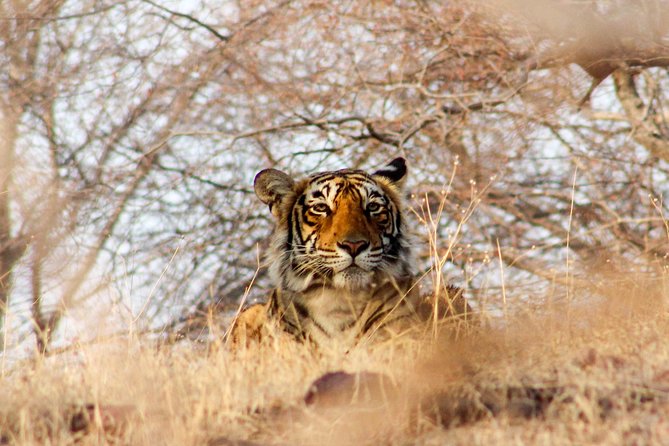 Ranthambore Wildlife Safari Tour From Jaipur Including Transfers - Looking for Machli, tigers, and smaller wildlife