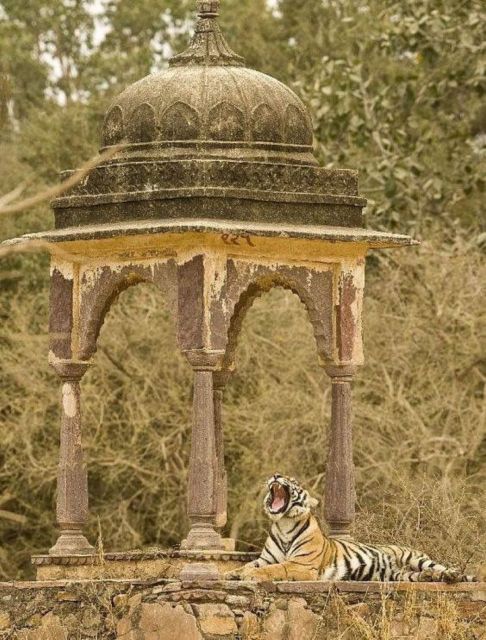 Ranthambore WildLife (tiger safari)Full Day Tour From Jaipur - Key points to know before booking