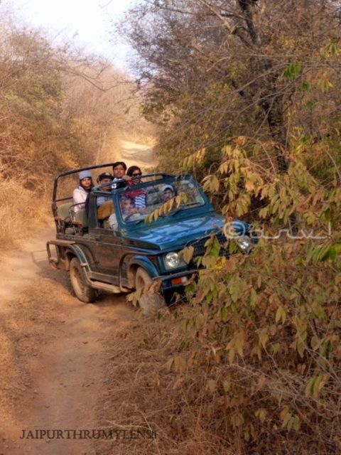 Ranthambore WildLife (tiger safari)Full Day Tour From Jaipur - Jaipur to Ranthambore by private car