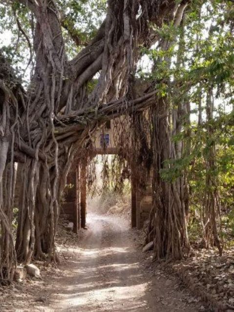Ranthambore WildLife (tiger safari)Full Day Tour From Jaipur - What the $118 price really covers