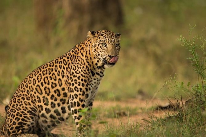Safari In Jhalana Leopard Conservation Reserve, Jaipur - Key points before you book