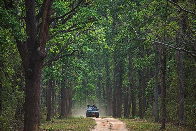 Safari In Jhalana Leopard Conservation Reserve, Jaipur - Leopards are the headline, not the whole show