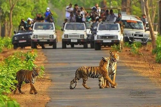 Sariska Tiger Reserve Safari tour from Jaipur - Inside the 881-square-kilometer reserve