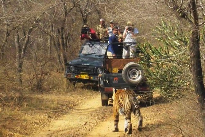 Sariska Tiger Reserve Safari tour from Jaipur - What the $51.07 price really covers
