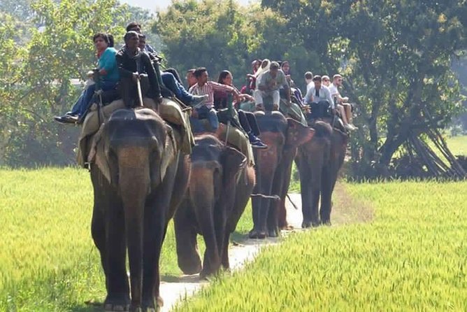 Sariska Tiger Reserve Safari tour from Jaipur - Is Sariska right for your Jaipur plans?