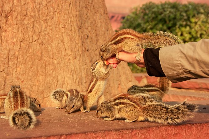 Sunrise Taj Mahal, Agra Fort & Baby Taj Tour from Jaipur by Car - What $68 per person really buys