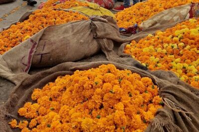 Take in the Beauty of an Early Morning with Fresh Flowers
