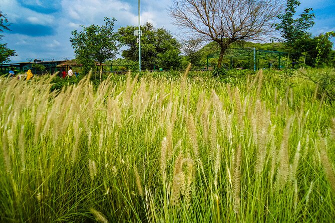 Uncover Hidden Treasures of Rural Life on a Village Tour - Leaving Jaipur for Jamwa Ramgarh